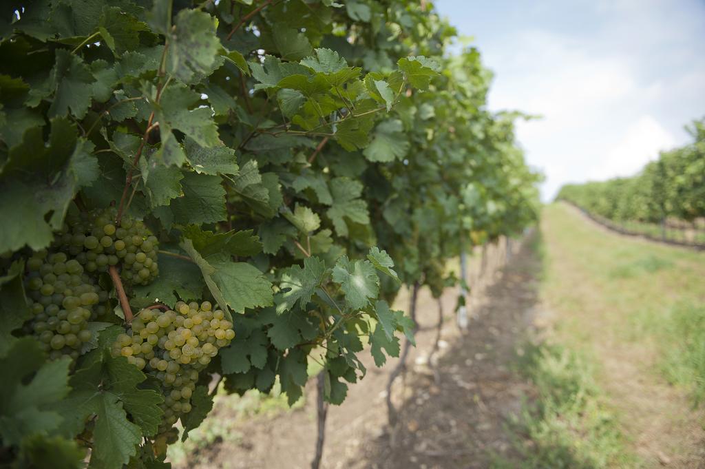 Weingut Martinshof Hotell Sankt Ulrich  Eksteriør bilde